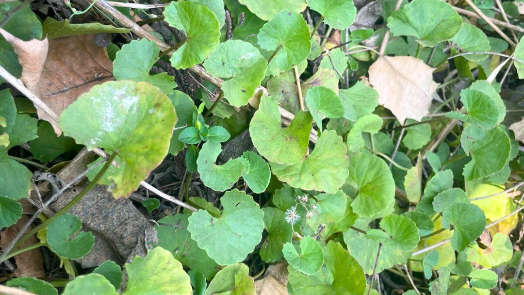 Brahmi: A Powerful Herb for Cognitive Health