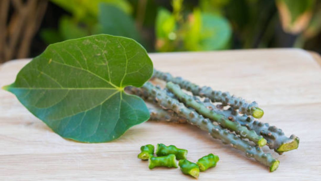 Guduchi: The Ayurvedic Wonder Herb for Immunity and Well-being
