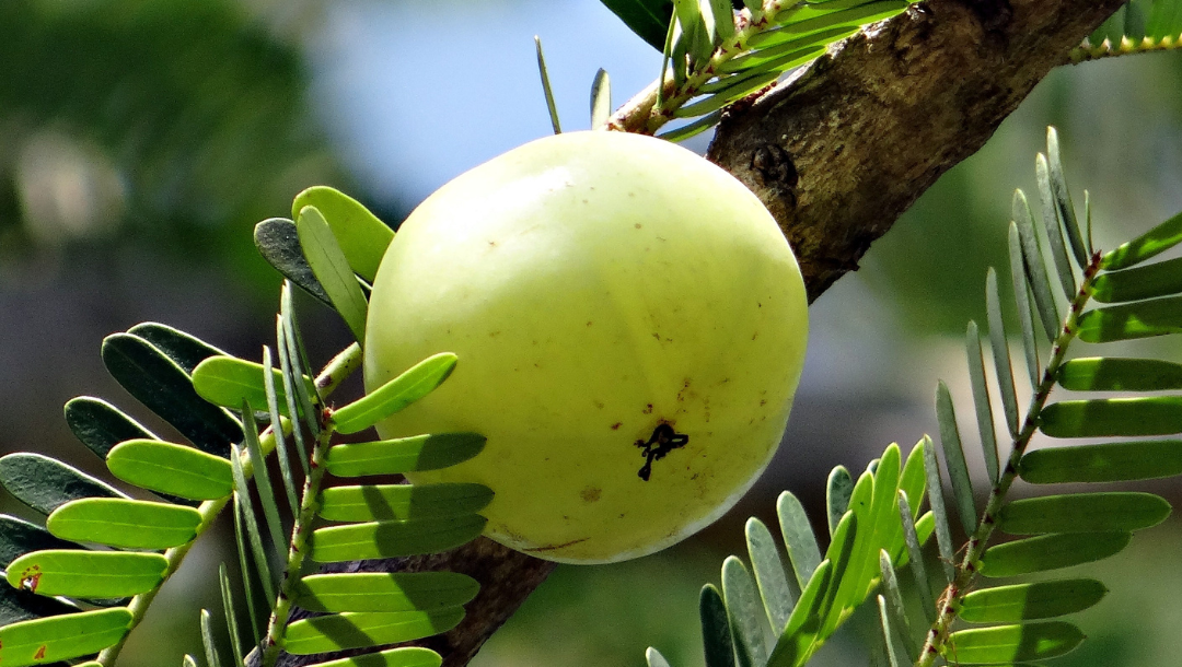 Amla: A Wonder Berry in Boosting the Immune System